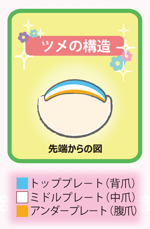 爪の構造